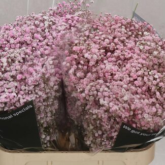Freshy Gypsophila Gipskruid “Baby Light Pink" Kleurbehandeld | Kleur: Lichtroze | Lengte ± 80 centimeter | Per 25 stelen verse bloemen