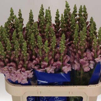 Freshy Antirrhinum Leeuwenbek “Poto Lavender” | Kleur: Paars | Lengte ± 75 centimeter | Per 10 stelen verse bloemen