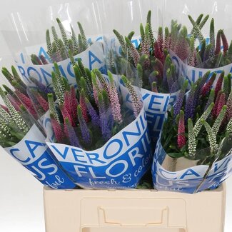 Freshy Veronica Ereprijs “Smart Col” Gemengd | Kleur: Gemengde Kleuren | Lengte ± 60 centimeter | Per 25 stelen verse bloemen