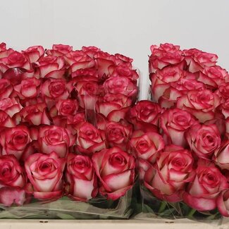 Freshy Rozen “Paloma” | Kleur: Roze | Lengte ± 50 centimeter | Per 20 rozen
