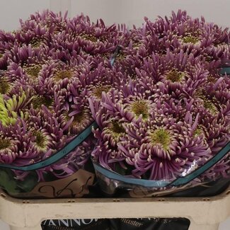 Freshy Deco Chrysanthemum Chrysant “Baltazar Intense” | Kleur: Paars | Lengte ± 75 centimeter | Per 10 verse bloemen