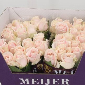 Freshy Rozen “Sweet Avalanche” | Kleur: Roze | Lengte ± 60 centimeter | Per 20 rozen