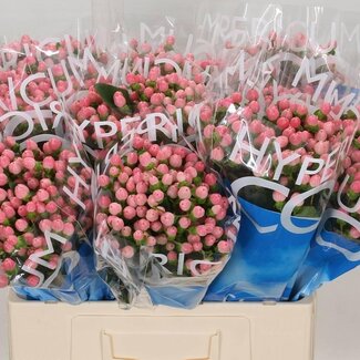 Freshy Hypericum “Coco Casino” | Kleur: Roze | Lengte ± 60 centimeter | Per 20 verse stelen