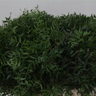 Freshy Pistacia Pistachetakken Lang | Kleur: Groen | Lengte ± 60 centimeter | Per 5 bossen