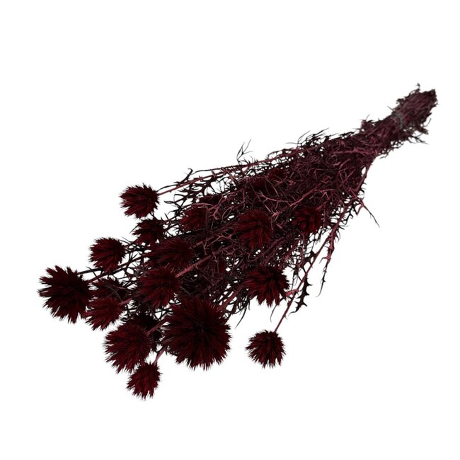 Gedroogde Echinops XL | Kleur: Bordeauxrood | Kogeldistel Droogbloemen | Lengte ± 65 centimeter | Gewicht 350 gram | Per 10 stelen