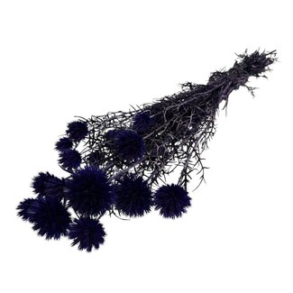 Casa Alegria Gedroogde Echinops XL | Kleur: Paarsblauw | Kogeldistel Droogbloemen | Lengte ± 65 centimeter | Gewicht 350 gram | Per 10 stelen