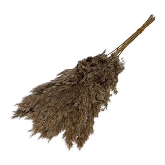 Casa Alegria Gedroogde Pampas Pluimen | Kleur: Naturel | Pampas Droogbloemen | Lengte ± 60 centimeter | Per 10 stelen