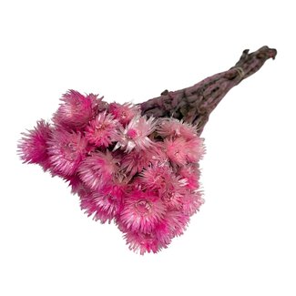 Casa Alegria Gedroogde Kaaps Everlasting | Kleur: Fuchsia | Helichrysum Droogbloemen | Lengte ± 40 centimeter | Gewicht 100 gram | Per 5 stelen
