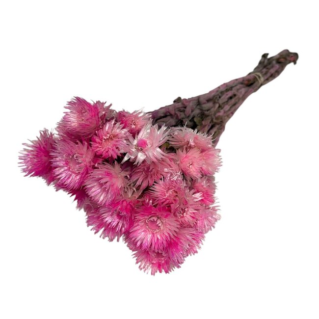 Dried Cape Everlasting | Colour: Fuchsia | Helichrysum Dried Flowers | Length ± 40 centimeter | Weight 100 gram | Per 5 stems