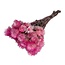 Dried Cape Everlasting | Colour: Fuchsia | Helichrysum Dried Flowers | Length ± 40 centimeter | Weight 100 gram | Per 5 stems
