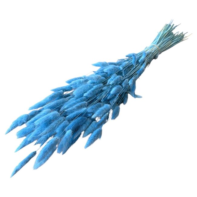 Gedroogde Lagurus | Kleur: Lichtblauw | Hazenstaartjes Droogbloemen | Lengte ± 70 centimeter | Gewicht 100 gram | Per bos