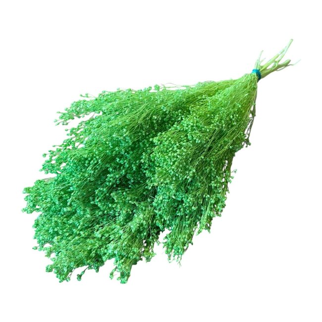 Gedroogde Broom Bloom | Kleur: Lichtgroen | Brem Droogbloemen | Lengte ± 55 centimeter | Gewicht 125 gram | Per bos