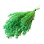 Gedroogde Broom Bloom | Kleur: Lichtgroen | Brem Droogbloemen | Lengte ± 55 centimeter | Gewicht 125 gram | Per bos