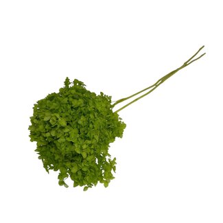 Casa Alegria Gepreserveerde Hydrangea Cabeza | Kleur: Lichtgroen | Horizon Hortensia | Lengte ± 70 centimeter | Per steel