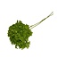 Gepreserveerde Hydrangea Cabeza | Kleur: Lichtgroen | Horizon Hortensia | Lengte ± 70 centimeter | Per steel