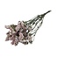 Gedroogde Statice Sinuata | Kleur: Lichtroze | Statice Droogbloemen | Lengte ± 70 centimeter | Gewicht 75 gram | Per bos