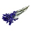 Gedroogde Statice Sinuata | Kleur: Paarsblauw | Statice Droogbloemen | Lengte ± 70 centimeter | Gewicht 75 gram | Per bos
