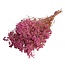 Gepreserveerd Gipskruid | Kleur: Fuchsia | Gypsophila Droogbloemen | Lengte ± 65 centimeter | Gewicht 100 gram | Per bos