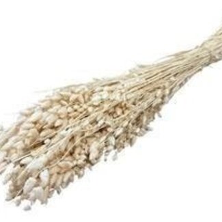 Casa Alegria White Bleached Dried Briza Maxima | Quaking Grass Dried Flowers | Length ± 60 centimetre | Weight 100 gram | Per bunch