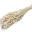White Bleached Dried Briza Maxima | Quaking Grass Dried Flowers | Length ± 60 centimeter | Weight 100 gram | Per bunch