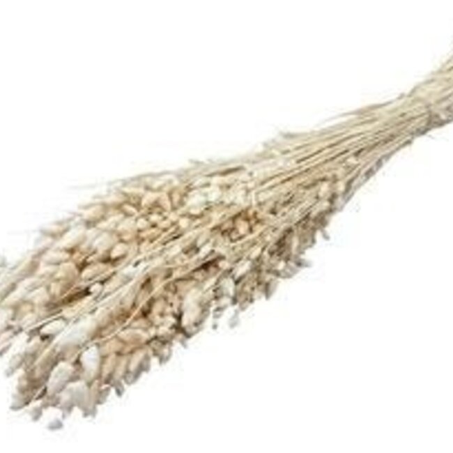 Gebleekte Gedroogde Briza Maxima | Kleur: Wit | Trilgras Droogbloemen | Lengte ± 60 centimeter | Gewicht 100 gram | Per bos