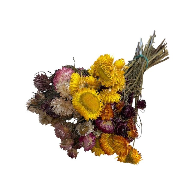 Gedroogde Helichrysum | Kleur: Gemengde Kleuren | Strobloem Droogbloemen | Lengte ± 50 centimeter | Gewicht 100 gram | Per bos