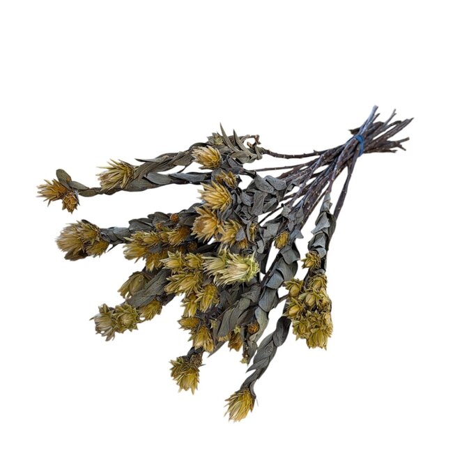 Natural Dried Maracumba Passiflora | Maracuba Dried flowers | Lengte ± 30 centimeter | Gewicht 100 gram | Per bunch
