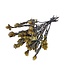Gedroogde Maracumba Passiflora | Kleur: Naturel | Maracuba Droogbloemen | Lengte ± 30 centimeter | Gewicht 100 gram | Per bos