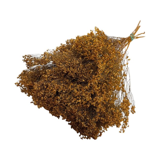 Gedroogde Broom Bloom | Kleur: Donkeroranje | Lengte ± 55 centimeter | Brem Droogbloemen | Gewicht 125 gram | Per bos