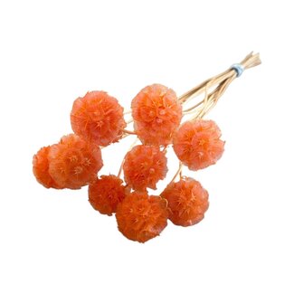 Casa Alegria Gedroogde Scabiosa | Kleur: Oranje | Duifkruid Droogbloemen | Lengte ± 30 centimeter | 10 stelen per bos | Per bos