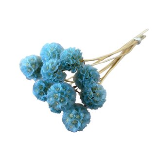 Casa Alegria Light blue Dried Scabiosa | Pigeon scabious Dried flowers | Length ± 30 centimetre | 10 stems per bunch | Per bunch