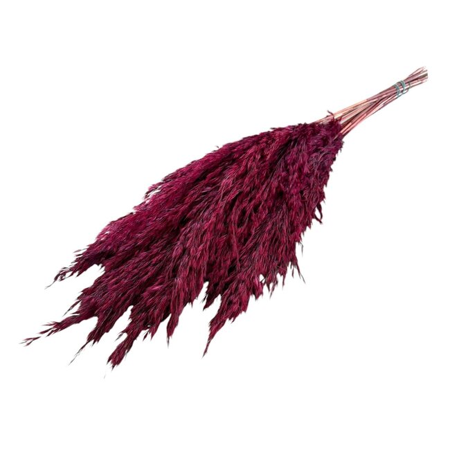 Gedroogde Pampas Pluimen | Kleur: Rood | Cortaderia Droogbloemen | Lengte ± 60 centimeter | 10 stelen per bos | Per bos
