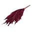Gedroogde Pampas Pluimen | Kleur: Rood | Cortaderia Droogbloemen | Lengte ± 60 centimeter | 10 stelen per bos | Per bos