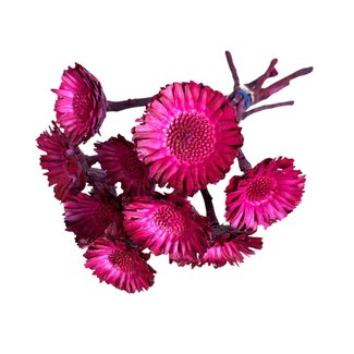 Casa Alegria Gedroogde Protea Compacta | Kleur: Fuchsia | Suikerbos Droogbloemen | Lengte ± 30 centimeter | 10 stelen per bos | Per bos
