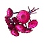 Fuchsia Dried Protea Compacta | Sugarbush Dried flowers | Length ± 30 centimeter | 10 stems per bunch | Per bunch