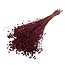 Gedroogd Vlas | Kleur: Rood | Linum Droogbloemen | Lengte ± 55 centimeter | Gewicht 100 gram | Per bos