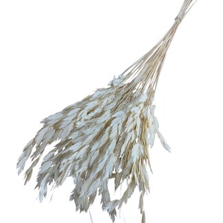 Casa Alegria Gebleekte Gedroogde Chasmanthium Latifolium | Kleur: Wit | Plataargras Droogbloemen | Lengte ± 70 centimeter | Gewicht 50 gram | Per bos