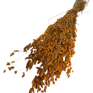 Casa Alegria Orange Dried Briza Maxima | Quaking Grass Dried Flowers | Length ± 60 centimeter | Weight 100 gram | Per bunch
