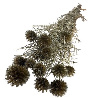 Casa Alegria Gold-coloured Preserved Echinops XL | Dried Globe Thistles | Length ± 60 centimetre | Weight 250 gram | Per 10 stems