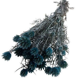 Casa Alegria Light blue Preserved Echinops XL | Dried Globe Thistles | Length ± 60 centimetre | Weight 250 gram | Per 10 stems