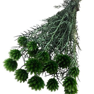 Casa Alegria Gepreserveerde Echinops XL | Kleur: Groen | Gedroogde Kogeldistels | Lengte ± 60 centimeter | Gewicht 250 gram | Per 10 stelen