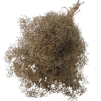 Casa Alegria Gepreserveerde Gypsophila Mini | Kleur: Naturel | Gipskruid Droogbloemen | Lengte ± 60 centimeter | Gewicht 100 gram | Per bos