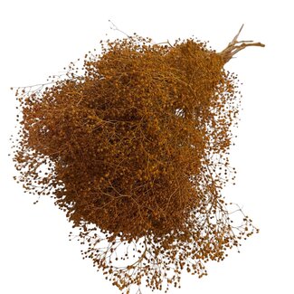 Casa Alegria Gepreserveerde Gypsophila Mini | Kleur: Oranje | Gipskruid Droogbloemen | Lengte ± 60 centimeter | Gewicht 100 gram | Per bos