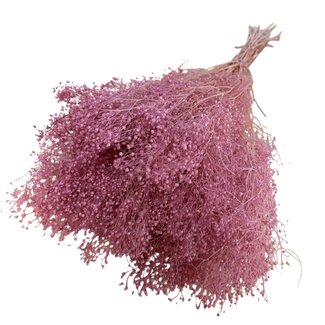 Casa Alegria Gepreserveerde Gypsophila Mini | Kleur: Roze | Gipskruid Droogbloemen | Lengte ± 60 centimeter | Gewicht 100 gram | Per bos