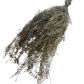 Casa Alegria Gold-coloured Preserved Lepidium | Peppercress Dried Flowers | Length ± 60 centimetre | Weight 75 gram | Per bunch