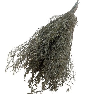 Casa Alegria Gedroogde Lepidium | Kleur: Natuurlijk Groen | Peperkers Droogbloemen | Lengte ± 60 centimeter | Gewicht 75 gram | Per bos