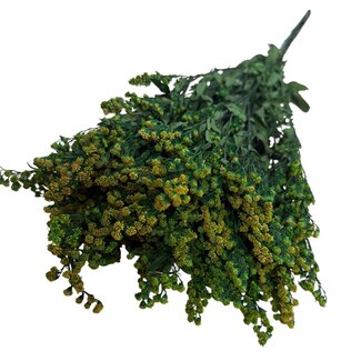 Casa Alegria Gepreserveerde Solidago | Kleur: Groen | Guldenroede Droogbloemen | Lengte ± 70 centimeter | Gewicht 100 gram | Per bos