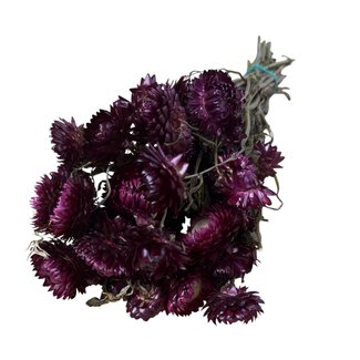 Casa Alegria Gedroogde Helichrysum | Kleur: Natuurlijk Roze | Strobloem Droogbloemen | Lengte ± 50 centimeter | Gewicht 100 gram | Per bos
