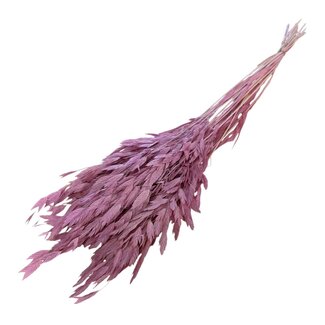 Casa Alegria Gedroogde Chasmanthium Latifolium | Kleur: Roze | Plataargras Droogbloemen | Lengte ± 70 centimeter | Gewicht 50 gram | Per bos