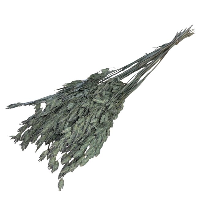 Gedroogde Chasmanthium Latifolium | Kleur: Naturel | Plataargras Droogbloemen | Lengte ± 70 centimeter | Gewicht 50 gram | Per bos